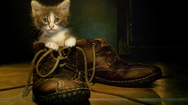 躲在靴子里面的小猫