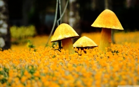 高清晰黄色小蘑菇菌类植物壁纸