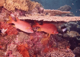高清晰海底红鱼壁纸