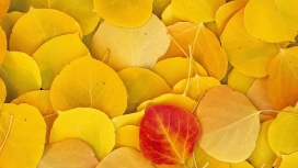 堕落的黄色秋叶片壁纸