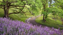 绿树山下的紫色薰衣草壁纸