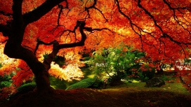 美丽的秋天红叶树