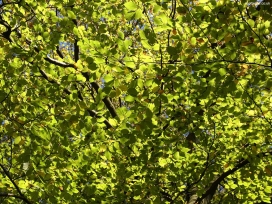 高清晰绿色树叶写真壁纸