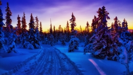 冬季夕阳下的森林冰雪道路