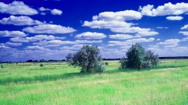 高清晰蓝天白云下的田园树美景