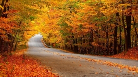 秋厚的树木道路叶子