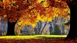 秋季大树壁纸