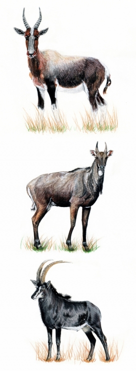羚羊系列动物插画设计欣赏