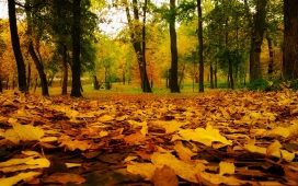 高清晰秋季森林落叶壁纸