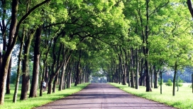高清晰两边绿树的乡村小公路壁纸