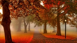 高清晰秋季森林红落叶壁纸