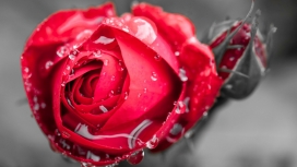 高清晰带水滴的红色玫瑰壁纸