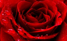 高清晰带水珠的玫瑰花