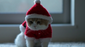 高清晰带红色圣诞帽的小猫