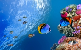 高清晰蓝色水下珊瑚礁场景