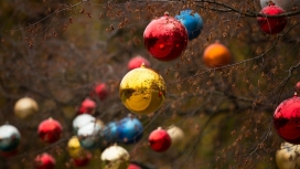 高清晰枯枝上的圣诞彩球