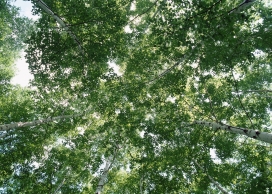 高清晰仰拍森林树木绿叶壁纸