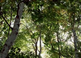 高清晰森林绿树壁纸