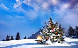 高清晰漂亮的雪中圣诞树