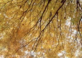 高清晰秋季泛黄树叶树林壁纸
