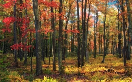 高清晰秋季树林壁纸