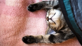钻地毯的小花猫