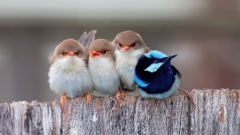挤在一起的三只幼鸟