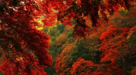 红色森林