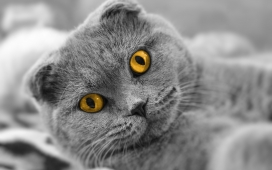 大黄色的眼睛猫
