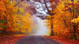 高清晰秋季森林公园-林荫大道自然美景壁纸下载