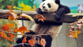 可爱攀爬树的熊猫