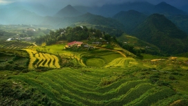 越南绿色梯田美景