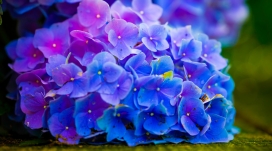 花的力量-高清晰紫红蓝花朵壁纸