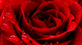 戴水珠的红色玫瑰花