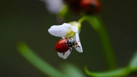 在白色花瓣上的红色瓢虫