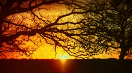 日落下的树枝