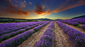 高清晰紫色薰衣草花丛