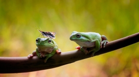 树枝上的两只青蛙