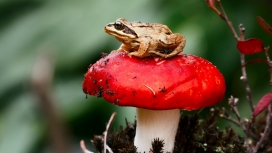 高清晰红色蘑菇上的青蛙