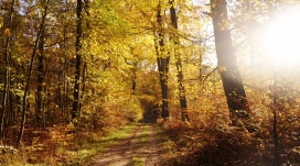 金色秋季森林路的早晨阳光