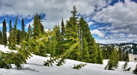 冬天里的雪松树