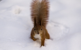 大雪中的蓬松松鼠