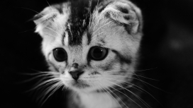 高清晰可爱的小猫黑白壁纸