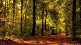 秋天的森林阳光路