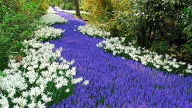 紫白花路