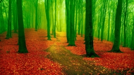 红叶地毯绿色森林