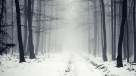 冬季满是雾气的雪树林