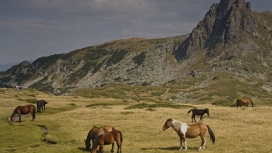 保加利亚马里拉山的野马