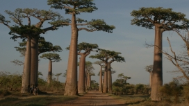 马达加斯加宝巴布斯大道-石柱树