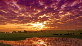 夕阳下的河边吃草牛